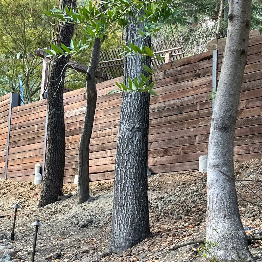 A group of trees that are in the dirt.